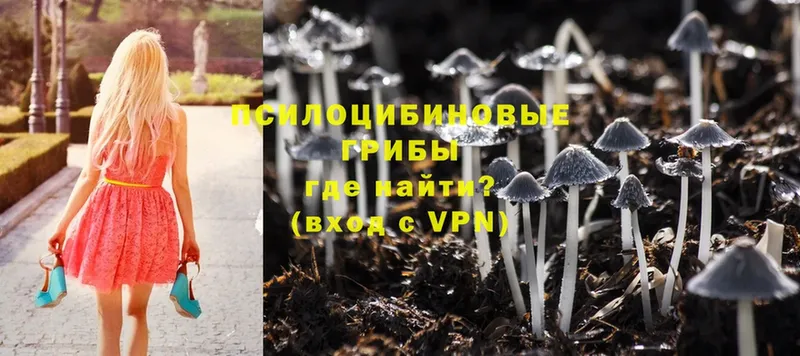 блэк спрут сайт  Нальчик  Псилоцибиновые грибы Psilocybine cubensis 